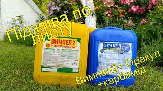Рости гарбуз великий привеликий. Піджива гарбуза по листу.
