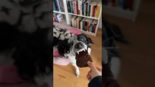 ASMR mit meinen Hunden #hunde