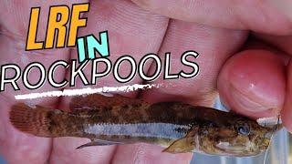 Micro fishing in rockpools - LRF Devon UK #devonlrf