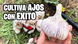 7 ERRORES Cultivando AJOS!!  Mis TRUCOS Y CONSEJOS Para Cosechar TONELADAS | La Huerta de Ivan