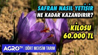 Dünyanın En Pahalı Baharatı: Safran | Dört Mevsim Tarım