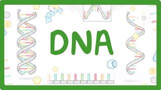 GCSE Biology - What is DNA? (Structure and Function of DNA) #65