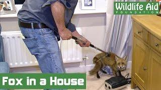 Fox cub rescued from a living room