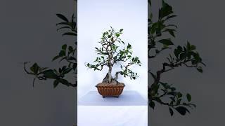 Repotting a Root-Over-Rock Ficus Bonsai