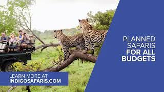 Indigo Safaris short intro June 2023