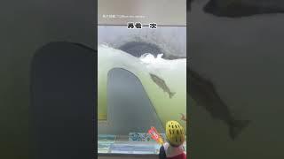 【課文照進現實！】魚道觀察室看鮭魚逆流 超特別的體驗！｜日本｜鮭魚｜逆流｜洄游｜北海道｜動物｜觀察