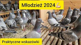 MŁODZIEŻ 2024r️ JAK POSTĘPOWAĆ ABY NIE ODCHODZIŁY OD DOMU️ KILKA CIEKAWOSTEK. Gołębie Pocztowe