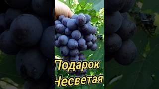 Топ 5 сортов винограда для бизнеса!!!!