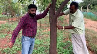 10 Year Sandalwood Tree Analysis