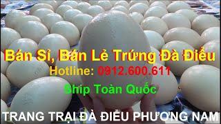 Trứng Đà Điểu Bán Sỉ Và Bán Lẻ Ship Toàn Quốc, PHUONG NAM TV, Trang Trại Đà Điểu Phương Nam