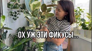 Моя коллекция фикусов | МАЙ| ОБЗОР