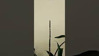 5 Weeks Later: Dracaena Cutting Update #dracaena #propagation #shorts