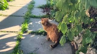 Самые маленькие улочки в Крыму.  Старый Гурзуф. Город кошек