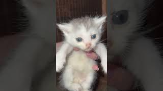 Кошка приютила котёнка-сироту в благодарность за своё спасение
