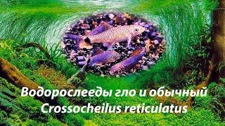 Водорослееды Гло и классика / Crossocheilus reticulatus Blue and Purple Glo