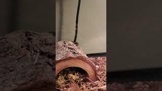 My gecko Rex showing how he got his name