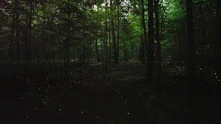 Synchronous Fireflies - Take Two 4K