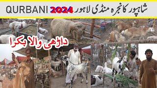 Dahri Wala Bakra | Lahore Shahpur kanjra mandi Qurbani 2024 |