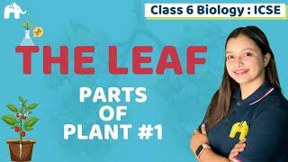 The leaf Class 6 ICSE Biology | Selina Chapter 1 | Parts of Plant #1