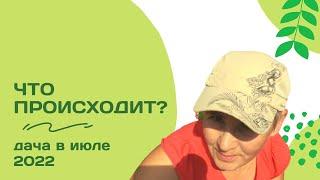 Что происходит? Про сад и огород на даче