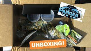 Pangea Reptile Unboxing