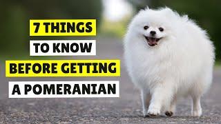 7 Things I Wish I Knew Before Getting a Pomeranian Dog