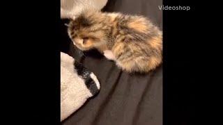 Overly Dramatic kitten