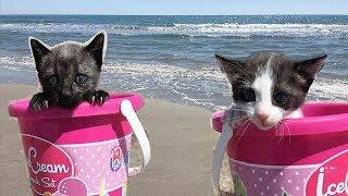 Mis gatitos bebés Luna y Estrella jugando en la playa con una piscina de bolas y tomando biberón