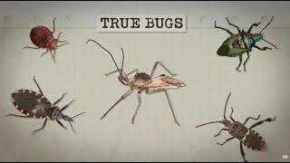 What Makes a Bug a True Bug?