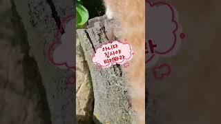 집사 농장에 놀러간 방울이 #농부의일상 #농부집사 #시골고양이
