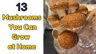 13 Different Mushrooms You Can Grow at Home