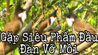 Bẫy Chào Mào Siêu Phẩm Đầu Đàn Và Cái Kết Vỡ Mồi Không Đưa Được Bổi Về Đội 8/3