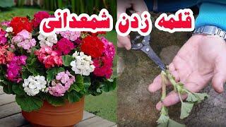 قلمه زدن گل شمعدونی ( چگونه شمدونی تکثیر کنیم)