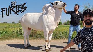 Dera Zulfi Da (Part 01) - Extremely Aggressive Bulls 2024 - Cow Mandi 2024 - Bakra Mandi 2024