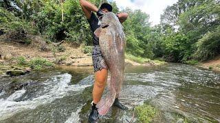 Catching GIANT catfish in shallow creek!! (NEW PB)