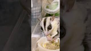 #フクロモモンガ #フクモモ