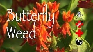 Butterfly Weed: Poison, Medicinal & Other Uses