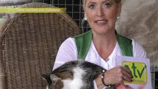 NEU im Programm! Tiere suchen ein Zuhause ...bei ATV Aichfeld