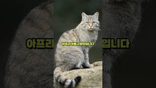 고양이 조상이 아프리카들고양이라고?