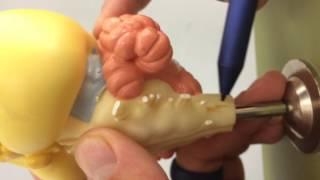 Rabbit Brain and Cranial Nerves