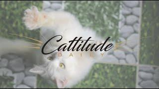 Welcome to the Cattitude Daily Channel!