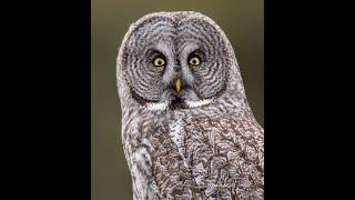 Wildlife Chronicles: Great Owl of the Mountains (Great Grey Owl full documentary)