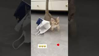 LOL Cats Are Crazy Funny & Cute Funny Pets Shorts Videos To Make Your Day  -EPS1217 #funnycats