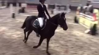 HorseQuest Ref: 165086