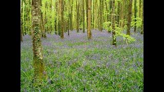 The Spark of Stillness (Pushkin Trust)