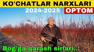 Samarqand Optom mevali ko’chatlar … Samarqand ko’chatlar bozori 2024-2025