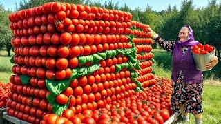 Organic Tomato Harvest for Winter: Fresh Storage Methods for 365 Days!