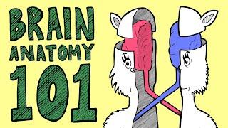 BRAIN ANATOMY BASICS (In Rhyme!)