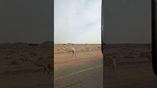 #automobile #travelcamel #birds #camel #goat #اكسبلور #india #pakistan #saudiarabia