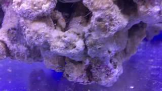 Premium Aquatics New Saltwater Fish 3-4-2017